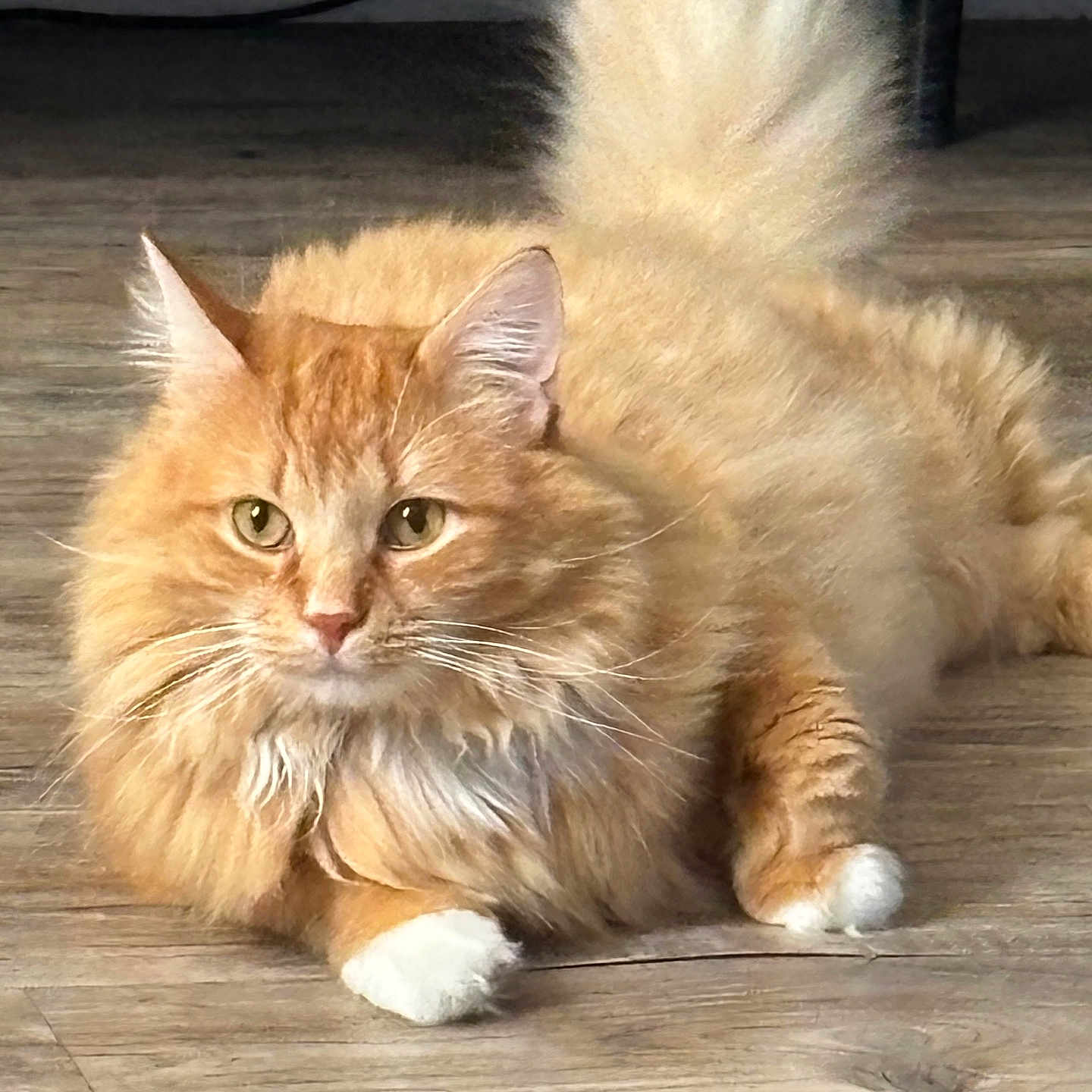 Rigbie Alvarez is registered to the contest to win money with this photo: alert, animal, cat, cute, domestic, ears, eyes, feline, fluffy, fur, indoor, laying, mammal, orange_tabby, pet, relaxed, tail, whiskers, white_paws, wooden_floor