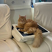 Rigbie is registered to the contest to win money with this photo: cat, orange_cat, fluffy_cat, indoor, white_leather, recliner, armrest_tray, window, blinds, furniture, pet, domestic_animal, relaxed, looking_at_camera, tail, paw, cozy, home_interior, framed_letter, curious