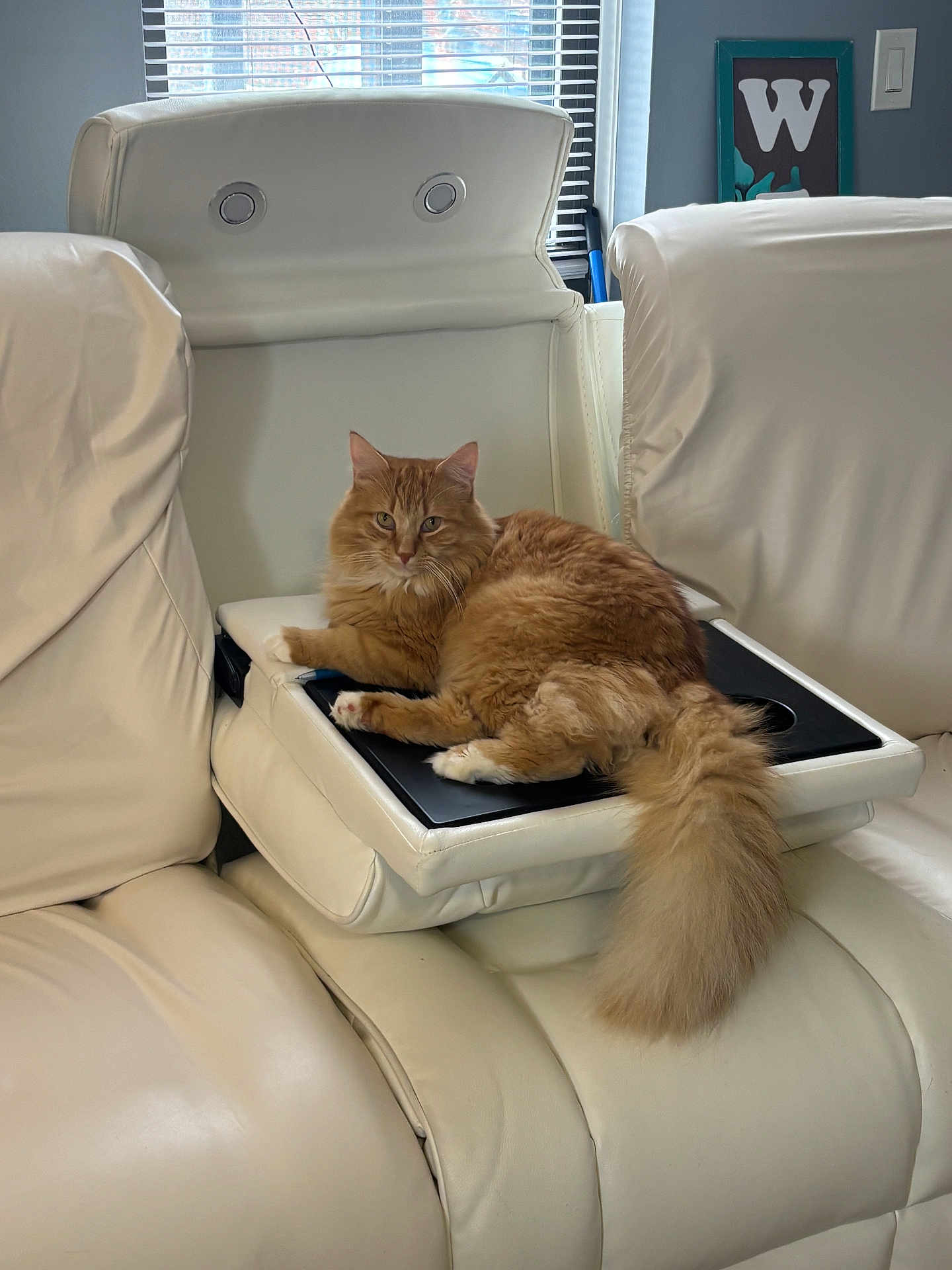 Rigbie is registered to the contest to win money with this photo: cat, orange_cat, fluffy_cat, indoor, white_leather, recliner, armrest_tray, window, blinds, furniture, pet, domestic_animal, relaxed, looking_at_camera, tail, paw, cozy, home_interior, framed_letter, curious