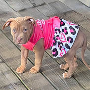 Gia is registered to the contest to win money with this photo: animal, apparel, clothing, curious, cute, dog, ears, eyes, fur, legs, outdoor, paws, pet, pink, puppy, skirt, standing, tail, wooden_deck, young