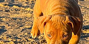 Gia joined the competition — help win amazing prizes! animal, beach, brown, closeup, cute, daytime, dog, ears, fur, nature, outdoor, paw, pet, playful, puppy, sand, snout, sunlight, walking, young