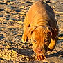 Gia joined the competition — help win amazing prizes! puppy, dog, sand, beach, animal, pet, outdoor, sunlight, young, cute, brown, fur, walking, closeup, snout, ears, paw, nature, daytime, playful