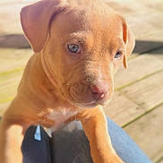 Gia is registered to the contest to win money with this photo: puppy, dog, close_up, blue_eyes, light_brown, pet, young_dog, outdoor, sunlight, wooden_deck, cute, animal, fur, snout, ears, petting, friendly, playful, companion, adorable