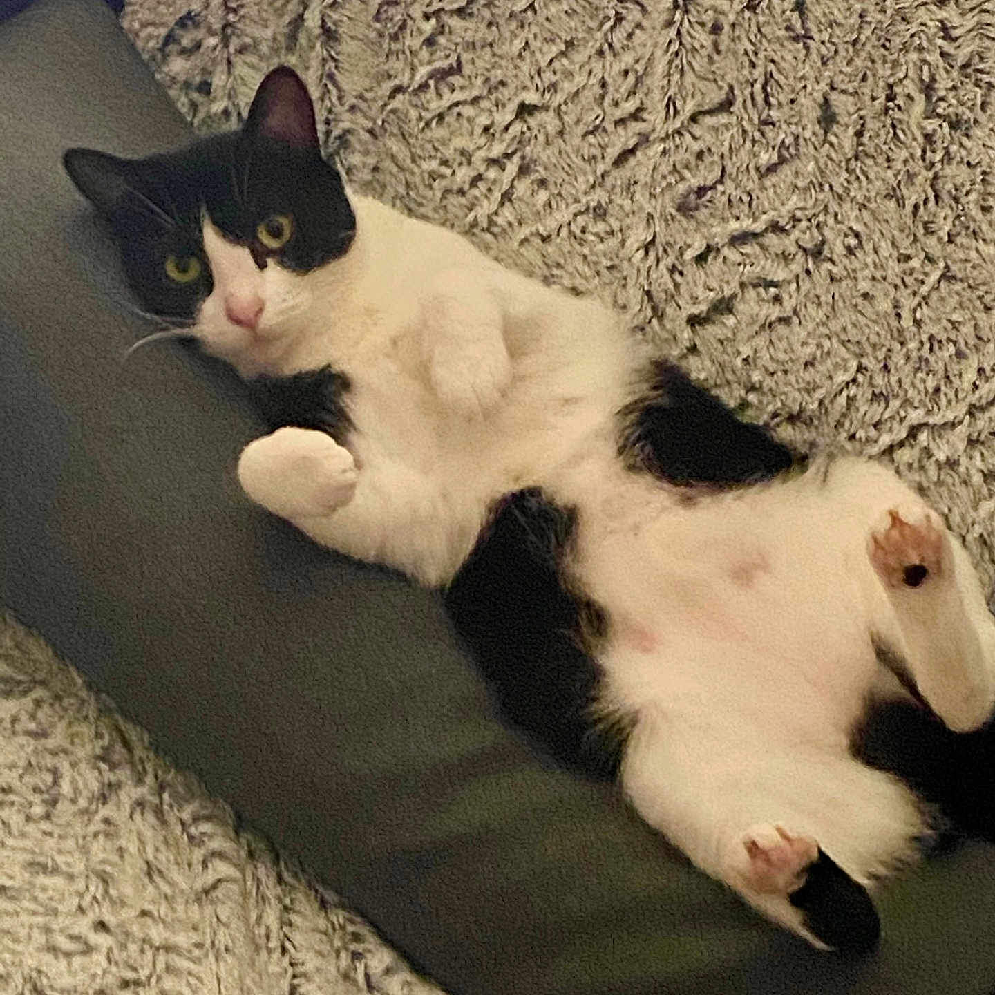 Bella a rejoint le concours — aidez-le/la à gagner de superbes lots ! animal, blanket, canine, cat, couch, cushion, dog, dogbed, furniture, homedecor, kitten, manx, person, pet, sleeping