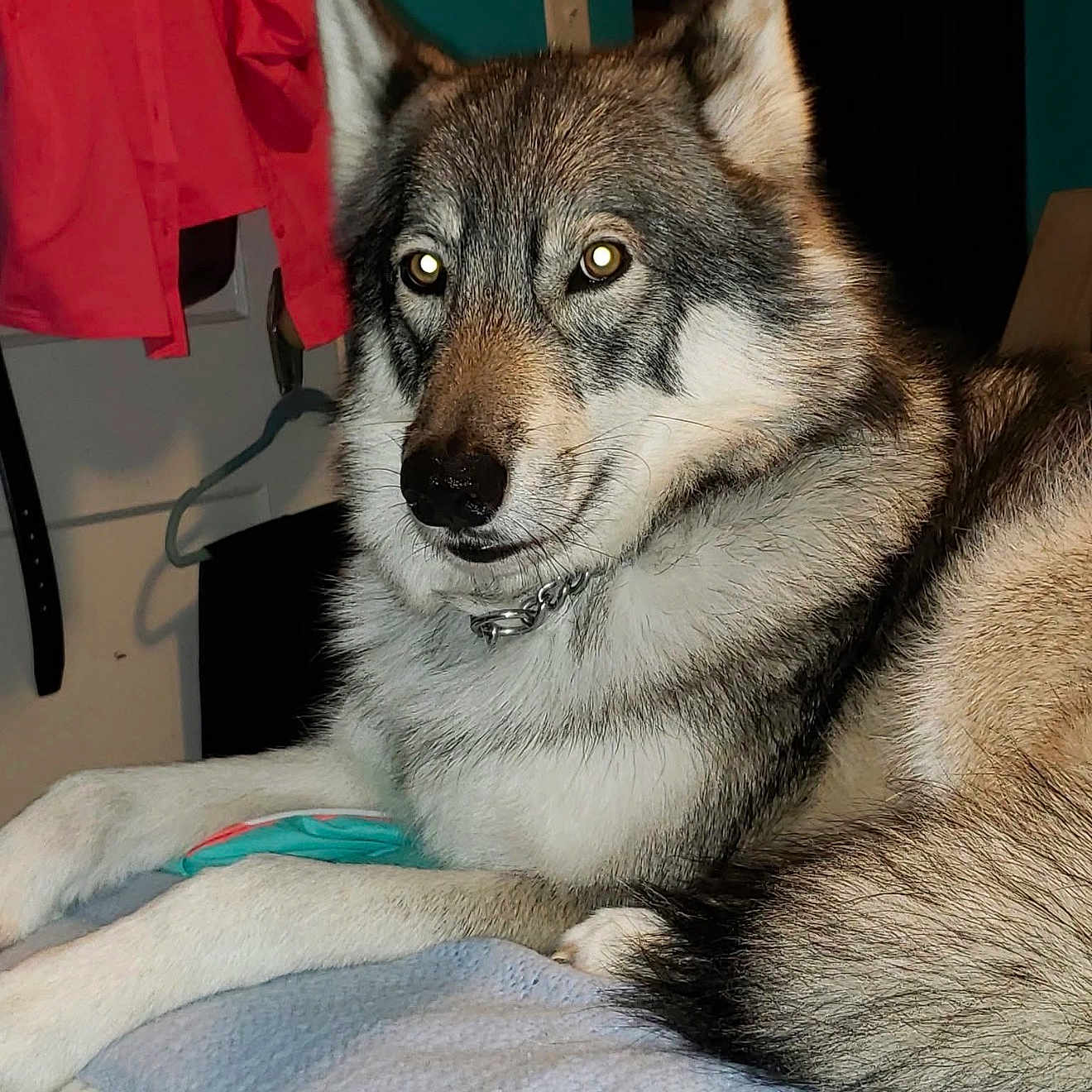 Shadow joined the competition — help win amazing prizes! animal, bed, blanket, canine, closeup, clothing, collar, dog, ears, eyes, fabric, flash, fur, hanger, indoor, muzzle, pet, resting, room, wall