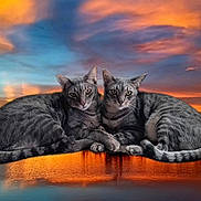 Bluey And Lil' Girl is registered to the contest to win money with this photo: cat, tabby_cat, sunset, water, reflection, sky, clouds, nature, outdoor, animal, pets, twilight, scenery, silhouette, peaceful, serene, two_cats, feline, landscape, evening