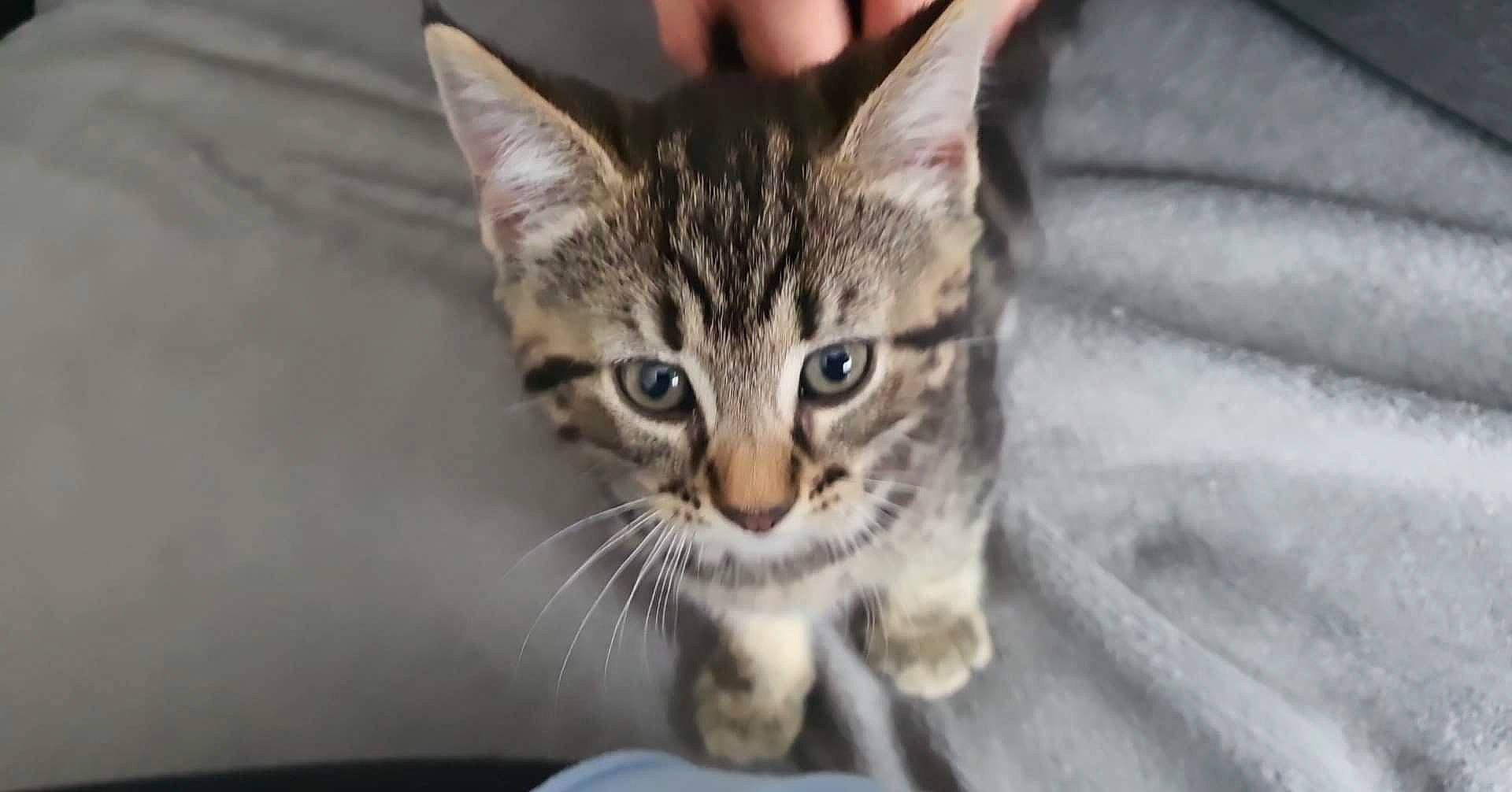 Eric joined the competition — help win amazing prizes! carnivore, cat, domestic_short_haired_cat, felidae, fur, paw, small_to_medium_sized_cats, snout, terrestrial_animal, whiskers, wildlife