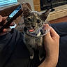 Munchkin is registered to the contest to win money with this photo: kitten, cat, cone, protective_collar, tongue_out, hand, person, phone, indoor, window, blinds, fireplace, couch, pet, feline, cute, animal, domestic, young, playful