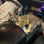 Munchkin is registered to the contest to win money with this photo: kitten, cat, car_interior, center_console, gear_shift, plaid_pants, cup_holder, dashboard, seat, pet, animal, feline, resting, alert, indoor, vehicle, leather, lighting, closeup, young_animal