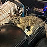 kitten, cat, car_interior, center_console, gear_shift, plaid_pants, cup_holder, dashboard, seat, pet, animal, feline, resting, alert, indoor, vehicle, leather, lighting, closeup, young_animal