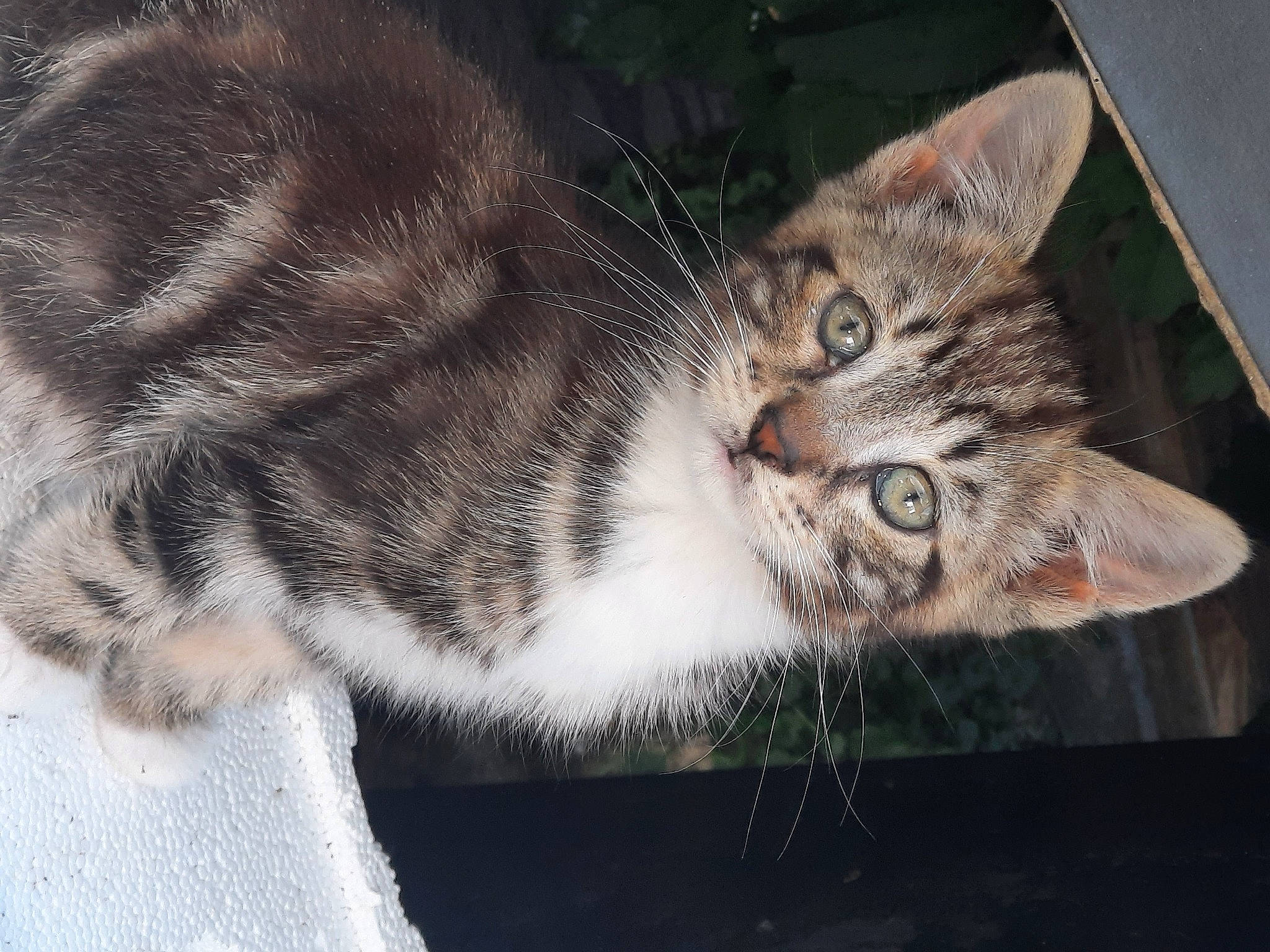 Skylar is registered to the contest to win money with this photo: carnivore, cat, claw, domestic_short_haired_cat, felidae, fur, grass, paw, small_to_medium_sized_cats, snout, tail, terrestrial_animal, tree, whiskers, wildlife, window