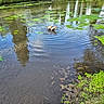 dog, pond, water, swan, greenery, trees, lily_pads, nature, grass, ripples, reflection, outdoor, park, animal, wildlife, summer, daylight, small_dog, swimming, peaceful
