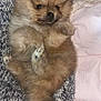 adorable, animal, blanket, cozy, cuddly, cute, dog, face, fluffy, fur, indoors, lying_down, paw, pet, pomeranian, puppy, resting, sleepy, small_dog, soft