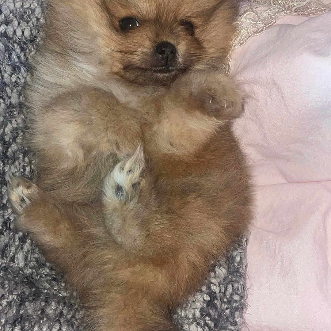 Maximus participe au concours pour gagner de l'argent avec cette photo : adorable, animal, blanket, cozy, cuddly, cute, dog, face, fluffy, fur, indoors, lying_down, paw, pet, pomeranian, puppy, resting, sleepy, small_dog, soft
