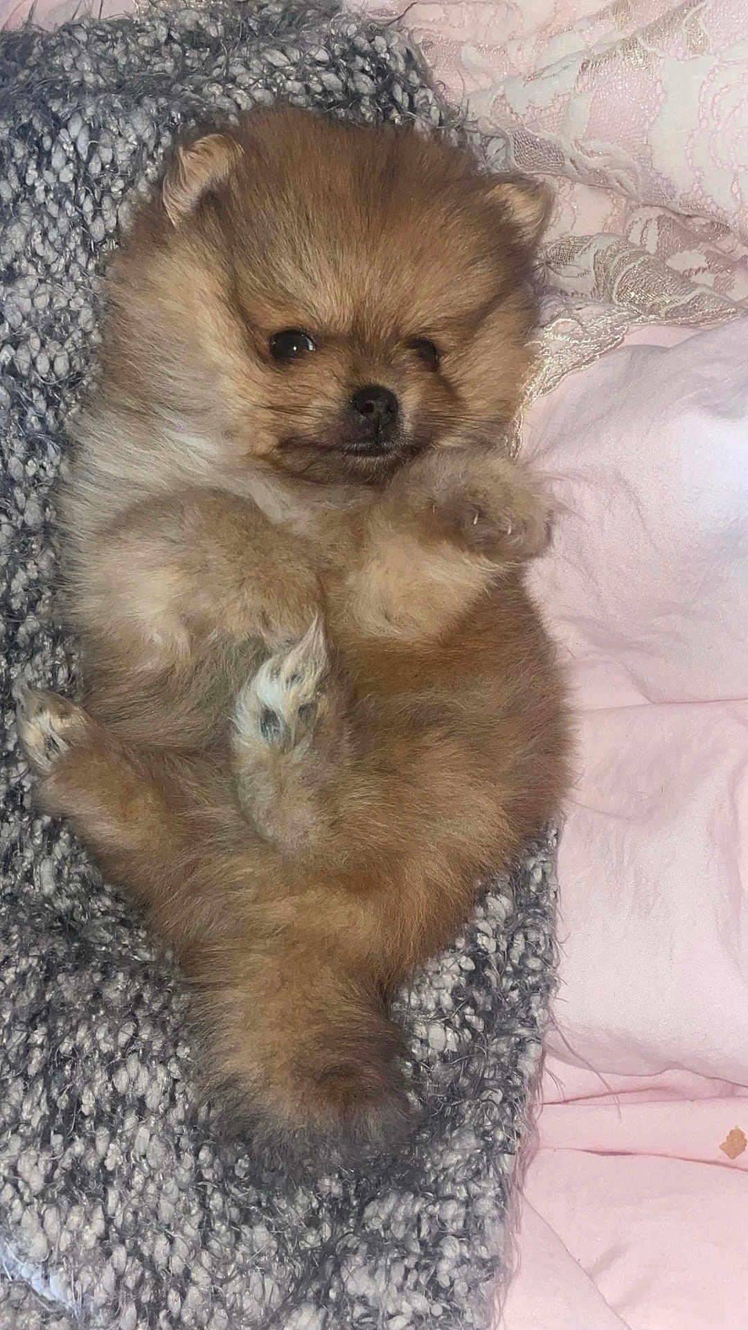 Maximus participe au concours pour gagner de l'argent avec cette photo : puppy, dog, pomeranian, fluffy, cute, pet, animal, lying_down, blanket, soft, cozy, fur, small_dog, indoors, resting, adorable, paw, face, sleepy, cuddly