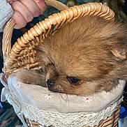Maximus a rejoint le concours — aidez-le/la à gagner de superbes lots ! dog, puppy, basket, woven_basket, hand, fabric, cozy, cute, fluffy, pet, animal, small_dog, indoor, closeup, brown_fur, eyes, resting, snout, soft_texture, holder