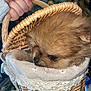 animal, basket, brown_fur, closeup, cozy, cute, dog, eyes, fabric, fluffy, hand, holder, indoor, pet, puppy, resting, small_dog, snout, soft_texture, woven_basket