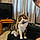 Ziggy