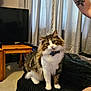 arm, black_couch, bow_tie, cat, couch, curious, curtains, domestic_animal, eyes, feline, fur, indoor, living_room, pet, seated, table, tattoo, television, whiskers, wooden_table