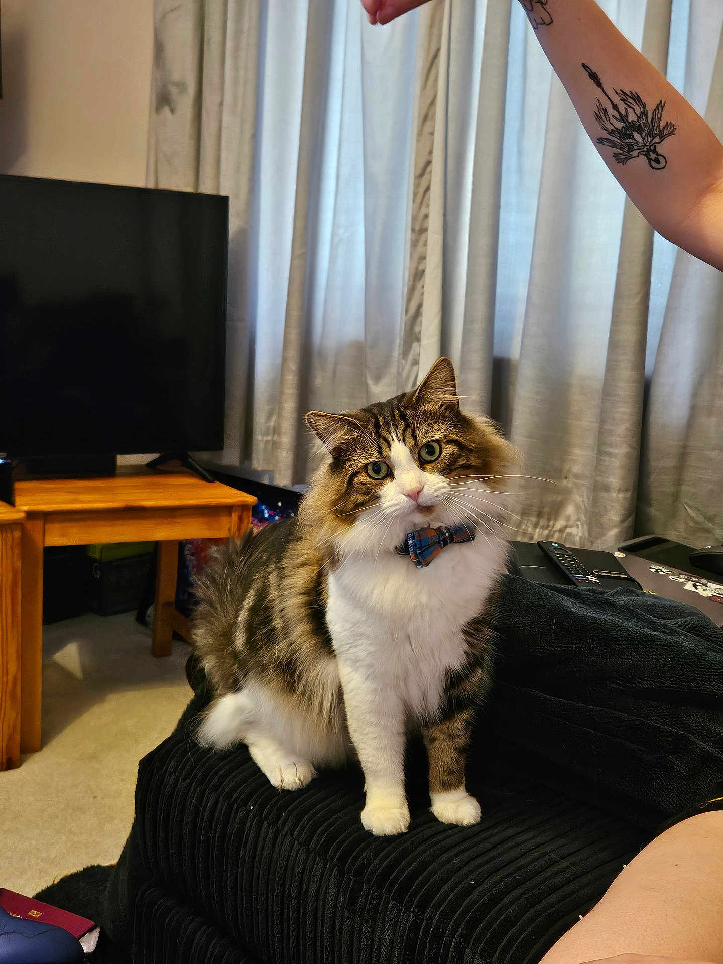 Ziggy