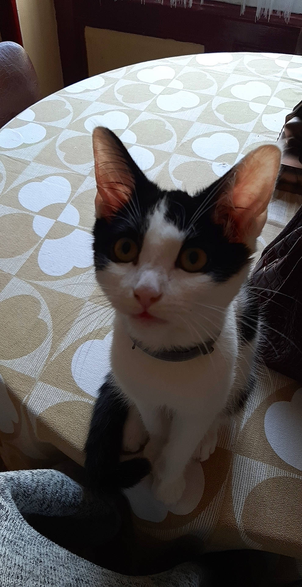 Picka participe au concours pour gagner de l'argent avec cette photo : aegean_cat, american_wirehair, carnivore, cat, domestic_short_haired_cat, european_shorthair, felidae, kitten, mammal, small_to_medium_sized_cats, vertebrate, whiskers