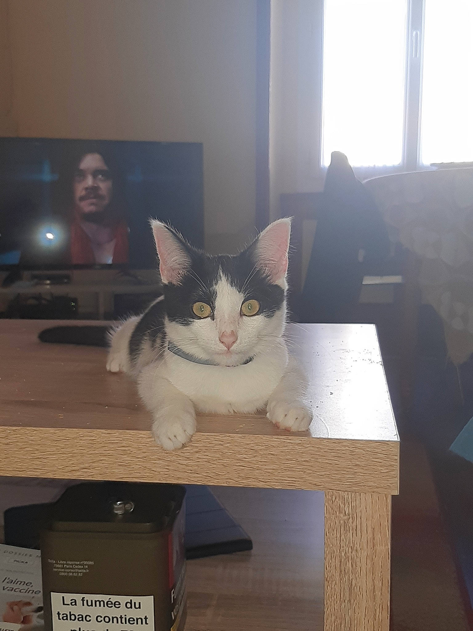 Picka participe au concours pour gagner de l'argent avec cette photo : aegean_cat, asian, box, carnivore, cat, domestic_short_haired_cat, european_shorthair, felidae, fur, kitten, polydactyl_cat, small_to_medium_sized_cats, table, turkish_angora, turkish_van, whiskers