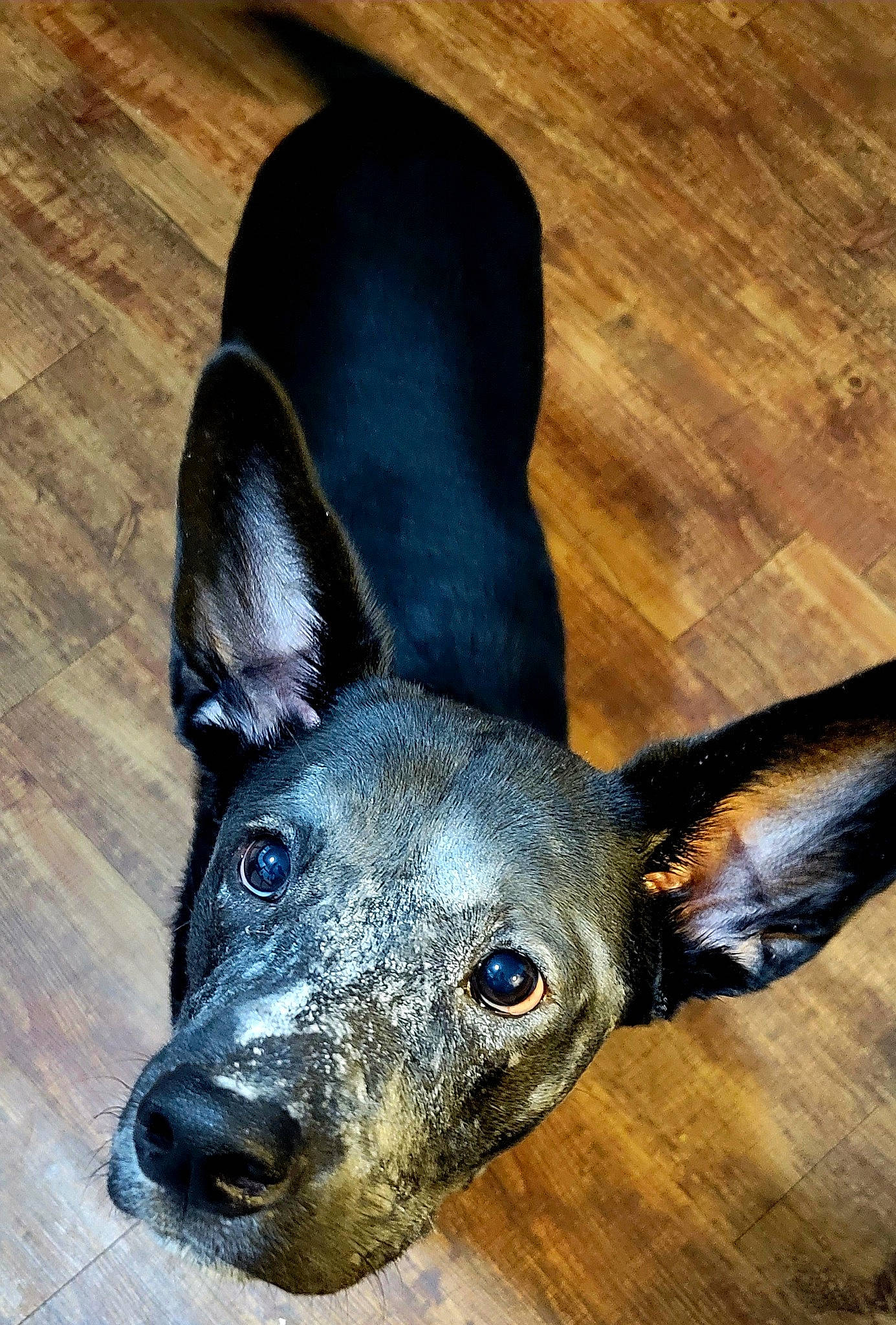 Artemis is registered to the contest to win money with this photo: art, canidae, carnivore, companion_dog, dog, dog_breed, ear, fawn, flooring, fur, hardwood, jaw, metal, sculpture, snout, sporting_group, terrestrial_animal, whiskers, wood, working_animal