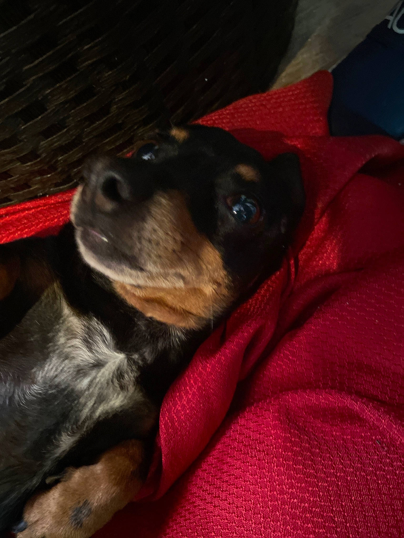Kiwi is registered to the contest to win money with this photo: canidae, carnivore, dog, dog_breed, german_pinscher, mammal, miniature_pinscher, nose, puppy, rottweiler, snout, vertebrate