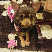 Bloomie participe au concours pour gagner de l'argent avec cette photo : dog, puppy, small_dog, brown_dog, pink_outfit, pet_clothing, hello_kitty, large_ears, portrait, sitting, rug, carpet, plush_toy, toy, living_room, indoor, furniture, chair, cute, companion_animal