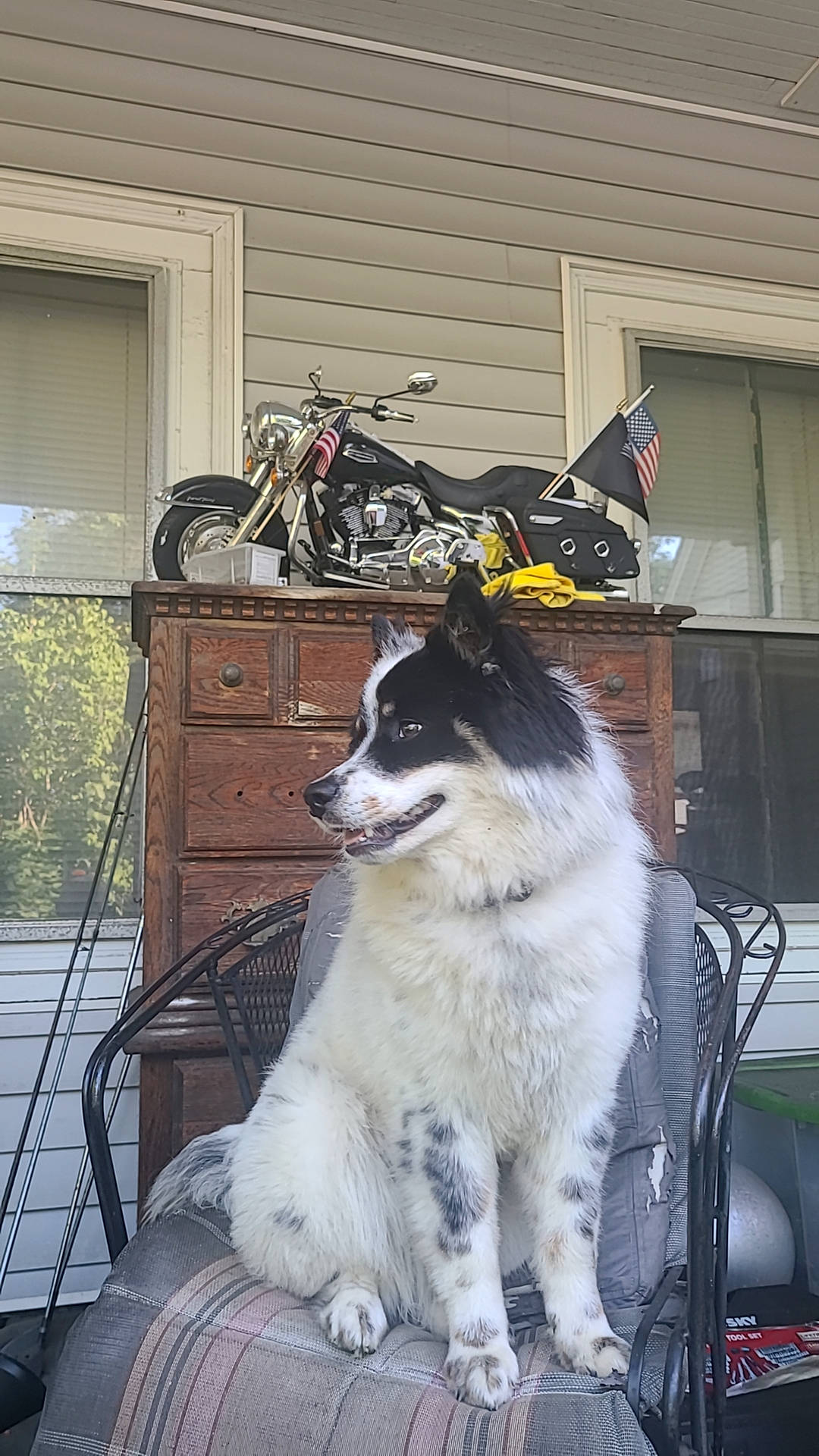 Storm joined the competition — help win amazing prizes! automotive_tire, bicycle, bicycle_fork, bicycle_tire, bicycle_wheel, canidae, carnivore, collar, companion_dog, dog, dog_breed, fur, herding_dog, sled_dog, sporting_group, tire, wheel, window, wood, working_animal