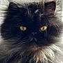 cat, fluffy, black_fur, golden_eyes, close_up, portrait, whiskers, pet, animal, feline, indoor, fur, face, mystical, wild, cute, domestic_animal, closeup, looking, majestic