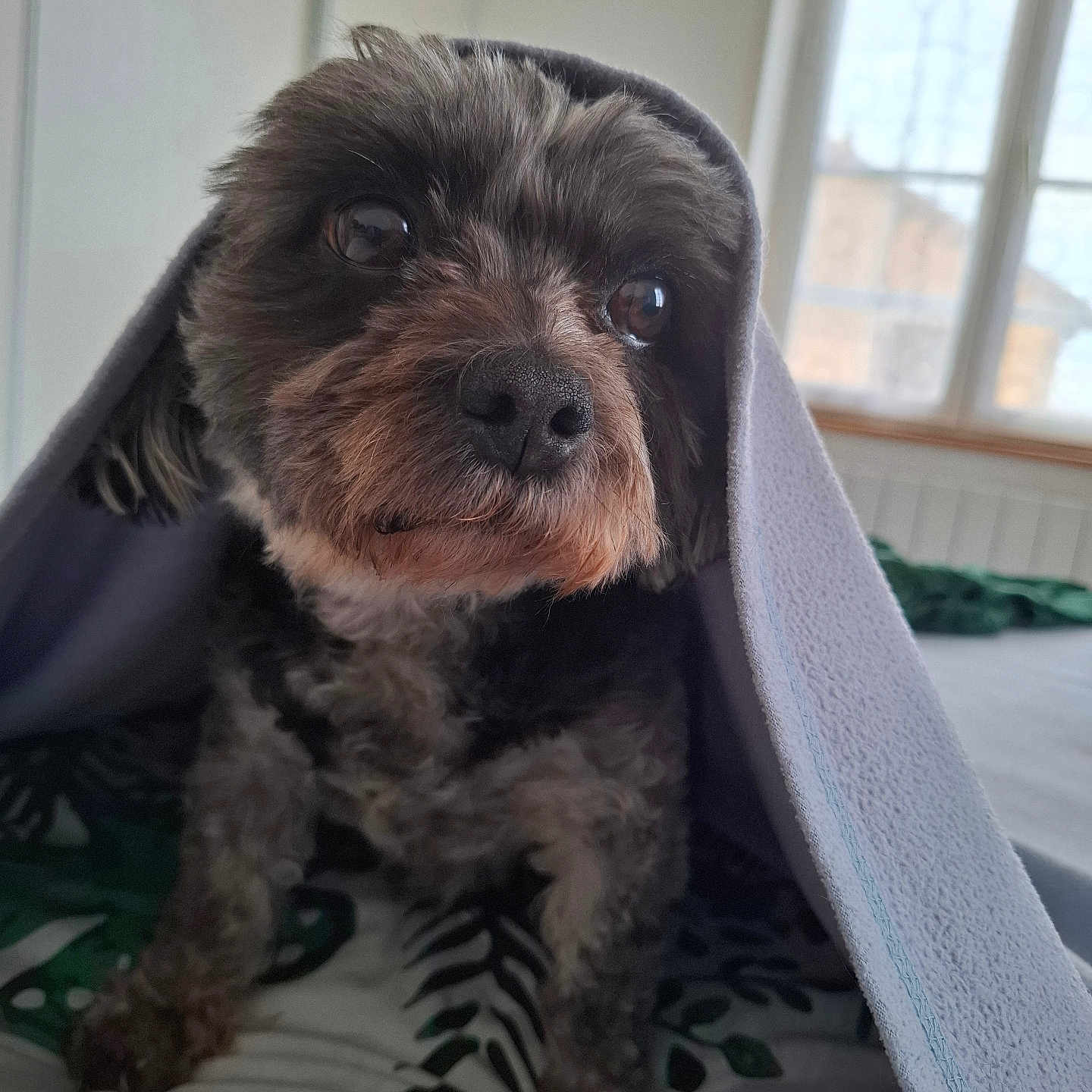 Edith Colard Marley a rejoint le concours — aidez-le/la à gagner de superbes lots ! bed, bedding, big_eyes, blanket, brown_black_fur, close_up, cozy, curious_expression, dog, domestic_pet, fur_texture, hooded_blanket, indoor, natural_light, paws, pet, portrait, small_dog, wet_nose, window