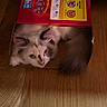 cat, box, snack_box, wooden_floor, curious, fluffy, pet, indoor, animal, cozy, hiding, cute, feline, playful, resting, home, mammal, whiskers, ears, tail