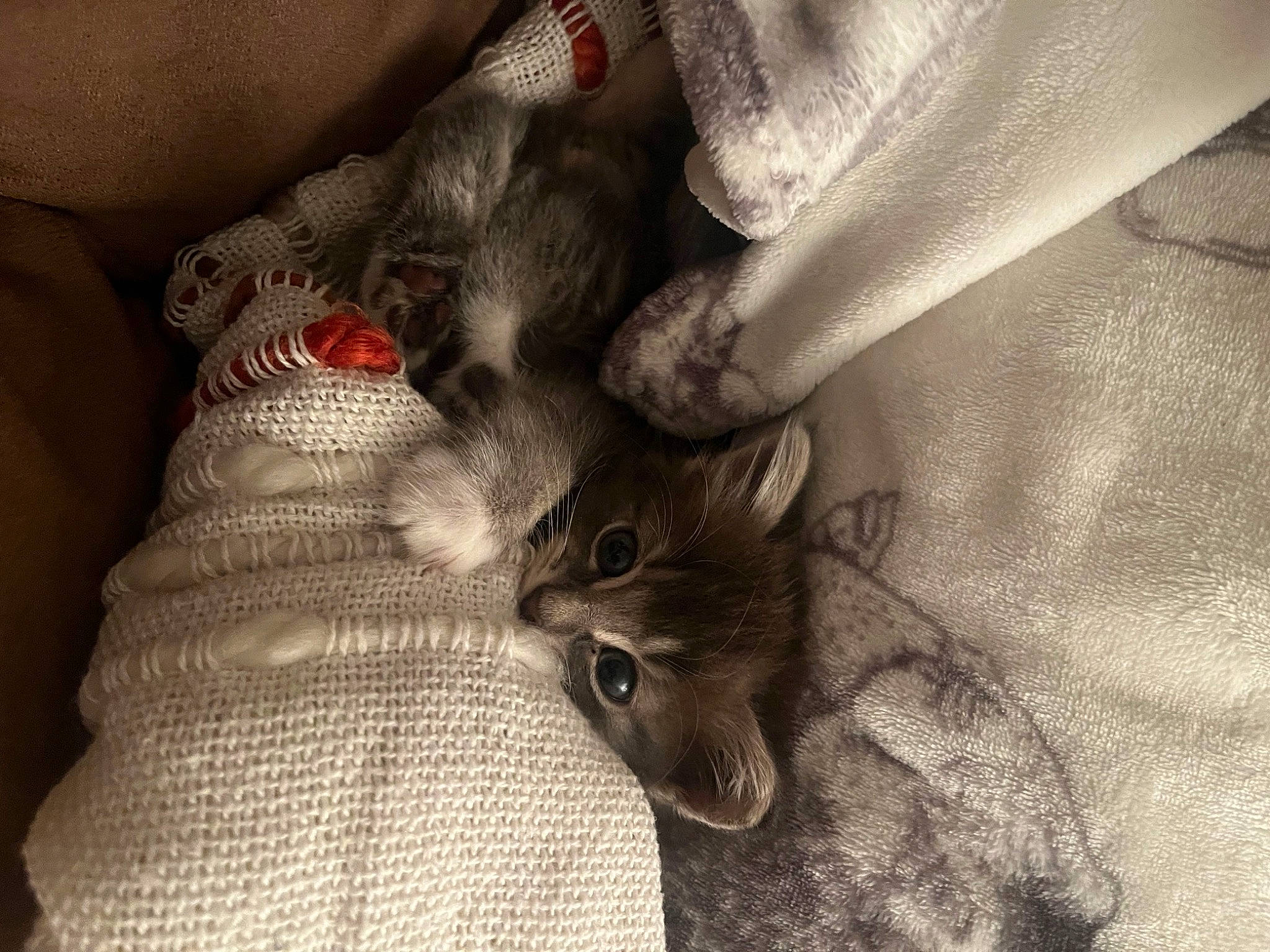 Foxy joined the competition — help win amazing prizes! cat, claw, comfort, domestic_short_haired_cat, fawn, felidae, fur, gesture, grey, human_leg, monochrome, monochrome_photography, nail, nap, pattern, paw, selfie, small_to_medium_sized_cats, tail, whiskers