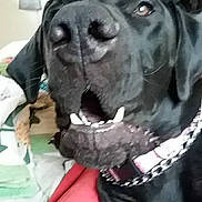 Ellie Bellie is registered to the contest to win money with this photo: animal, bed, black_dog, blanket, canine, casual, chain_collar, close_up, collar, dog, domestic_animal, fur, furniture, indoor, mouth, nose, pet, room, teeth, television