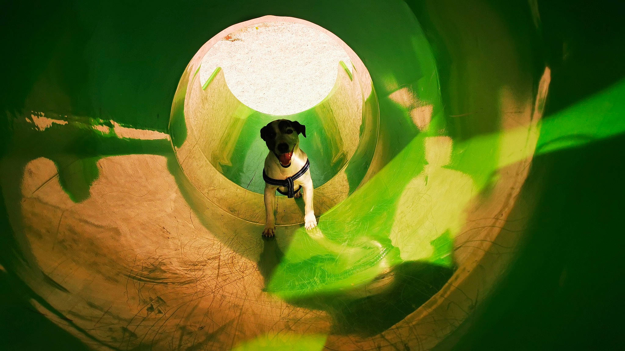 Cookies a rejoint le concours — aidez-le/la à gagner de superbes lots ! canidae, circle, eye, grass, green, illustration, photography