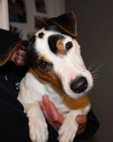 Cookies participe au concours pour gagner de l'argent avec cette photo : canidae, carnivore, chilean_fox_terrier, companion_dog, dog, dog_breed, fox_terrier, jack_russell_terrier, mammal, miniature_fox_terrier, puppy, rare_breed_dog, russell_terrier, smooth_fox_terrier, snout, teddy_roosevelt_terrier, tenterfield_terrier, terrier, vertebrate, whiskers