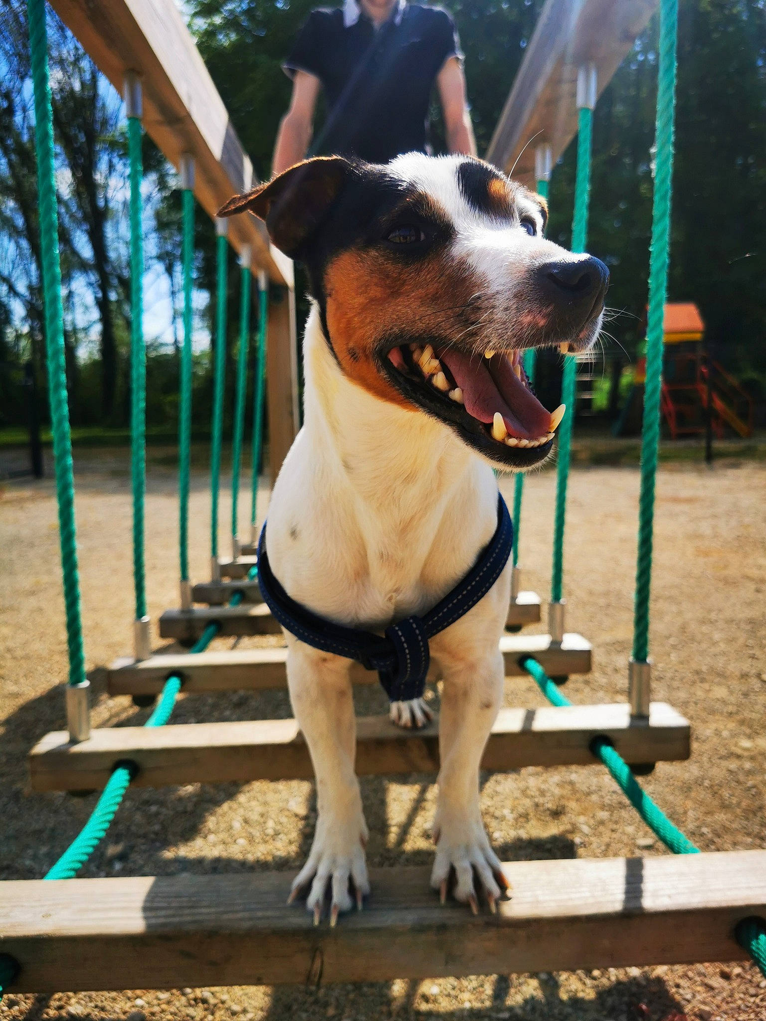 Cookies a rejoint le concours — aidez-le/la à gagner de superbes lots ! american_staffordshire_terrier, canidae, carnivore, dog, dog_breed, fawn, mammal, non_sporting_group, snout, terrier, vertebrate