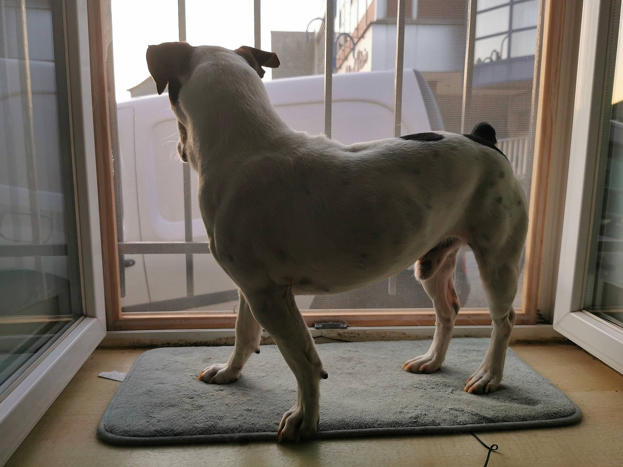 Cookies a rejoint le concours — aidez-le/la à gagner de superbes lots ! ancient_dog_breeds, art, canidae, carnivore, companion_dog, dog, dog_breed, fawn, interior_design, non_sporting_group, sculpture, sporting_group, statue, tail, window