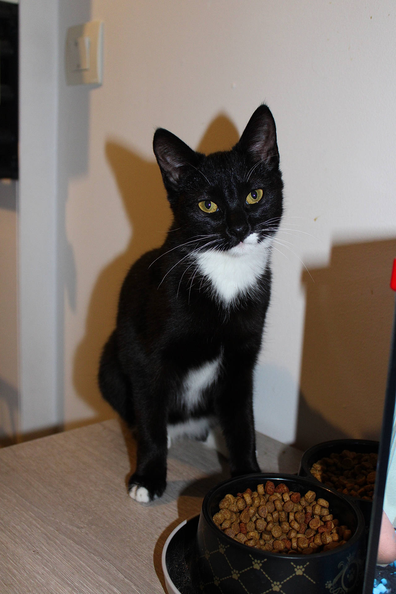 Pilouille a rejoint le concours — aidez-le/la à gagner de superbes lots ! asian, black_cat, carnivore, cat, domestic_short_haired_cat, european_shorthair, felidae, kitten, polydactyl_cat, small_to_medium_sized_cats, whiskers