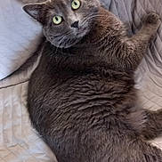 Pandi participe au concours pour gagner de l'argent avec cette photo : animal, cat, closeup, cozy, cute, domestic, feline, fur, gray_cat, green_eyes, indoor, looking_up, mammal, pet, portrait, quilted_blanket, relaxed, resting, soft_texture, whiskers