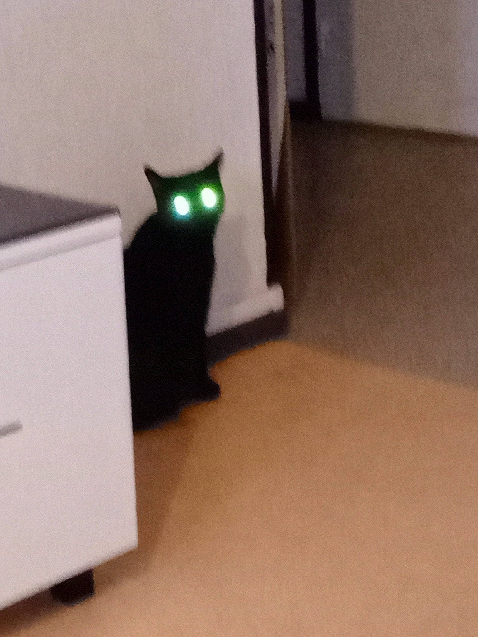 Bouli a rejoint le concours — aidez-le/la à gagner de superbes lots ! black_cat, bombay, box, cardboard, carnivore, cat, domestic_short_haired_cat, event, felidae, flooring, gadget, hardwood, output_device, packaging_and_labeling, rectangle, room, small_to_medium_sized_cats, tail, whiskers, wood