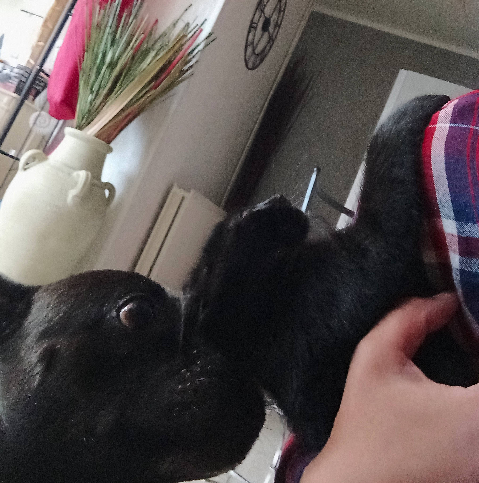 Samantha participe au concours pour gagner de l'argent avec cette photo : black_cat, canidae, carnivore, comfort, companion_dog, dog_breed, ear, felidae, finger, fur, gesture, human_leg, plaid, shelf, small_to_medium_sized_cats, snout, sporting_group, tail, tartan, whiskers