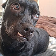 Bruno participe au concours pour gagner de l'argent avec cette photo : dog, black_dog, close_up, face, teeth, smirk, expression, bed, blanket, indoor, pet, animal, fur, nostrils, ears, eyes, cute, portrait, lying_down, cozy