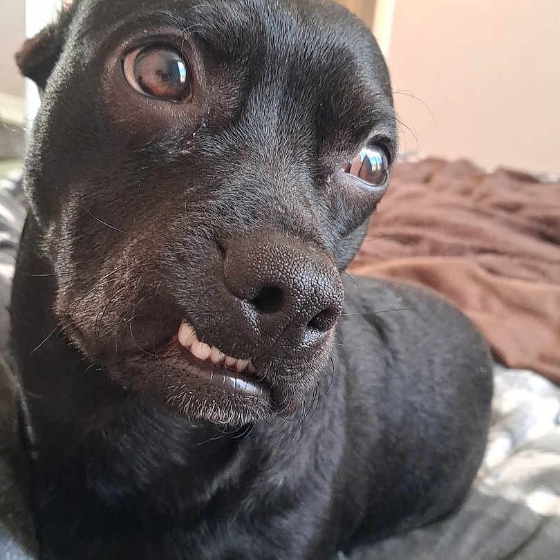 Bruno participe au concours pour gagner de l'argent avec cette photo : dog, black_dog, close_up, face, teeth, smirk, expression, bed, blanket, indoor, pet, animal, fur, nostrils, ears, eyes, cute, portrait, lying_down, cozy