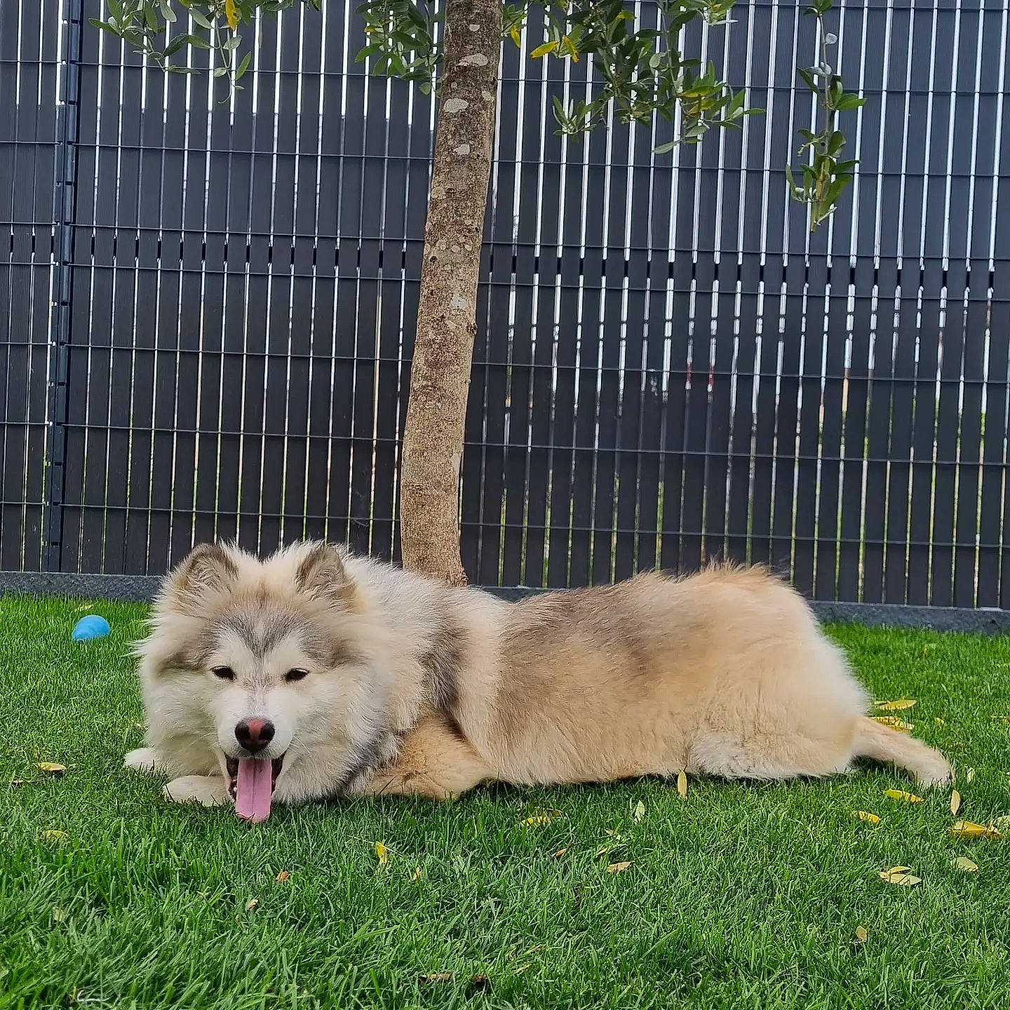 Vénat participe au concours pour gagner de l'argent avec cette photo : canidae, carnivore, companion_dog, dog, dog_breed, fawn, fence, fur, german_spitz, german_spitz_klein, german_spitz_mittel, grass, herding_dog, home_fencing, plant, snout, spitz, sporting_group, terrestrial_animal, volpino_italiano