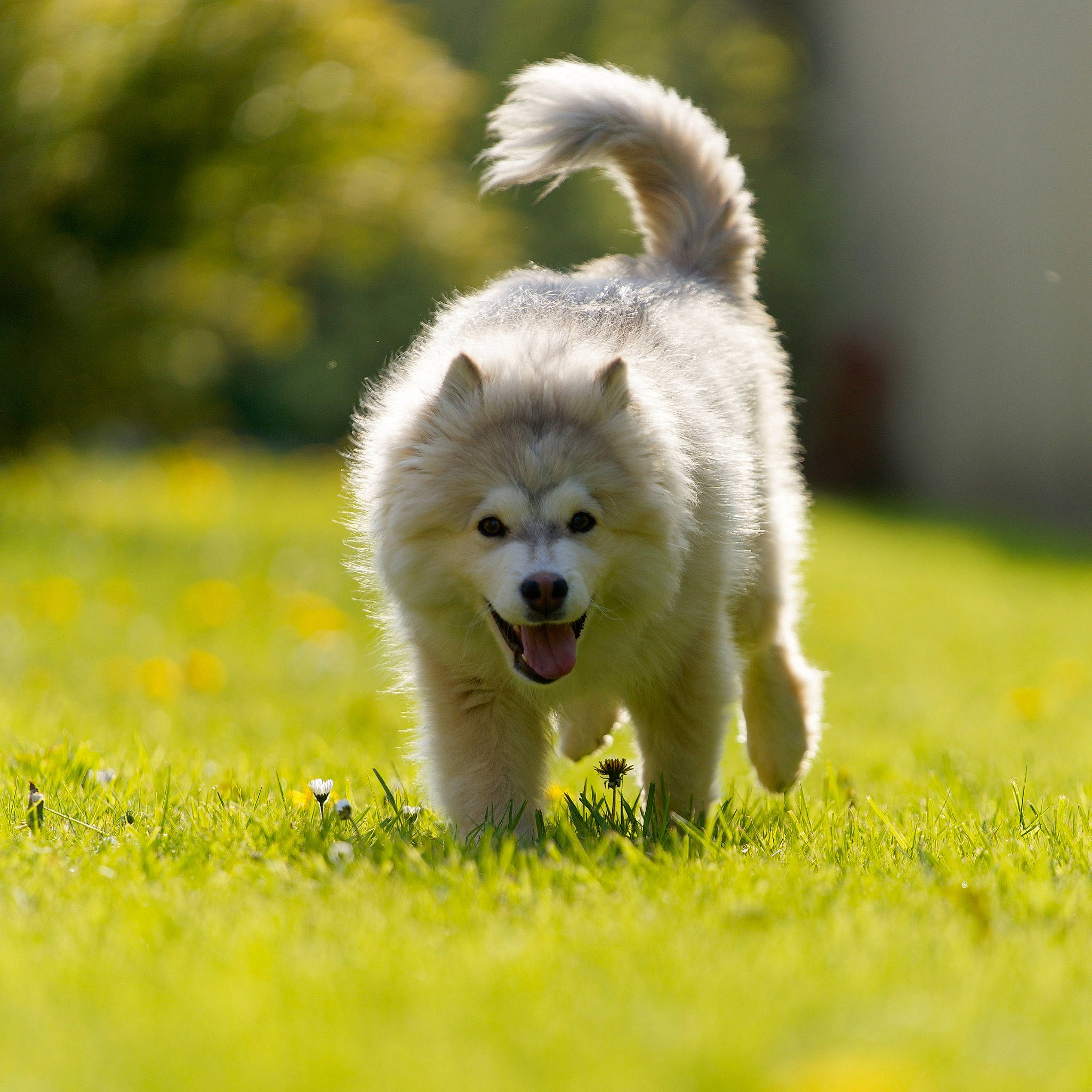 Vénat participe au concours pour gagner de l'argent avec cette photo : ancient_dog_breeds, canidae, carnivore, companion_dog, dog, dog_agility, dog_breed, fur, german_spitz, german_spitz_klein, german_spitz_mittel, grass, grassland, plant, snout, spitz, sporting_group, toy_dog, volpino_italiano, working_dog