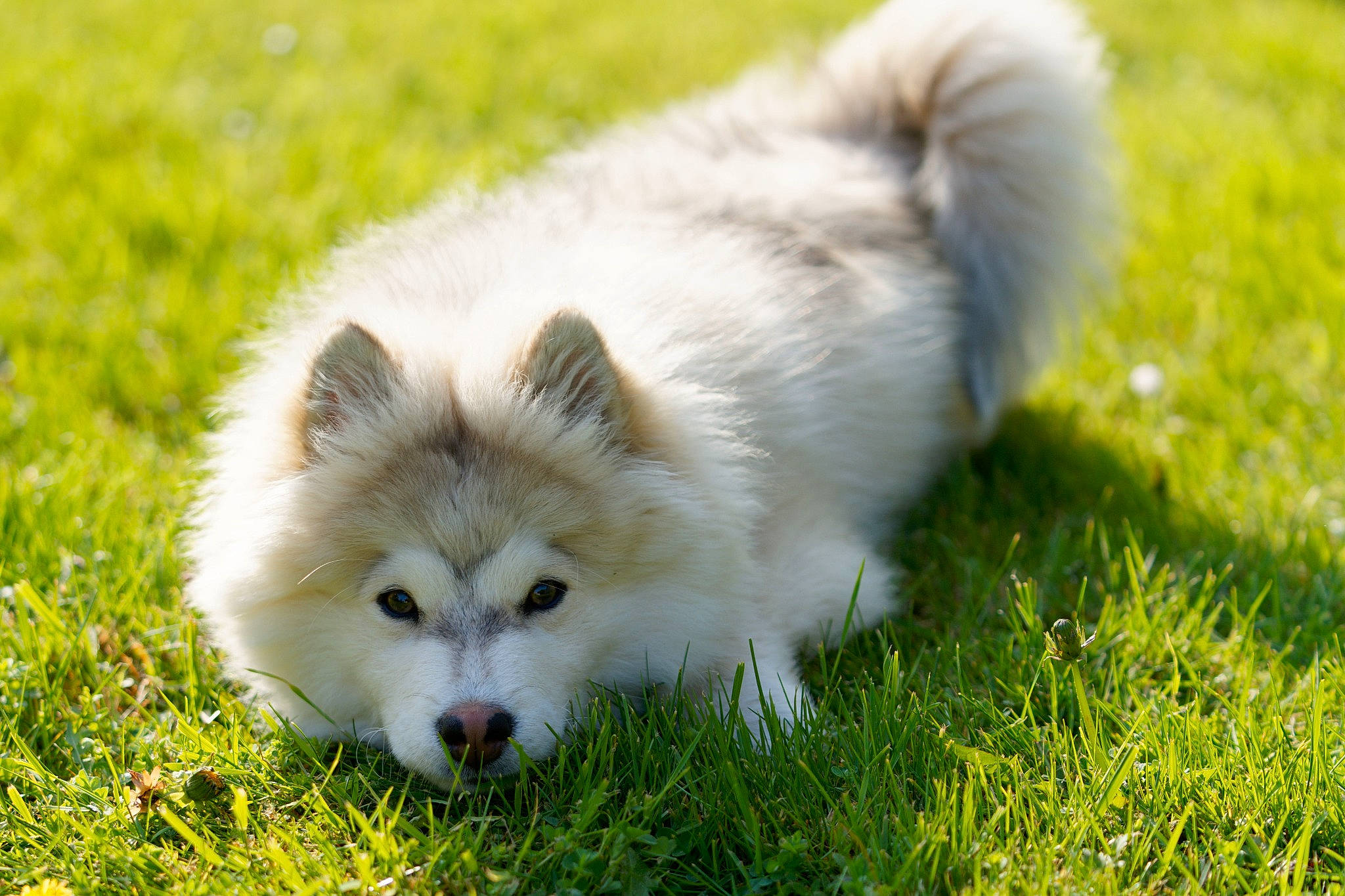 Vénat participe au concours pour gagner de l'argent avec cette photo : canidae, carnivore, close_up, companion_dog, dog, dog_breed, fur, german_spitz_klein, german_spitz_mittel, grass, grassland, non_sporting_group, photography, plant, sporting_group, terrestrial_animal, volpino_italiano, wildlife, working_dog