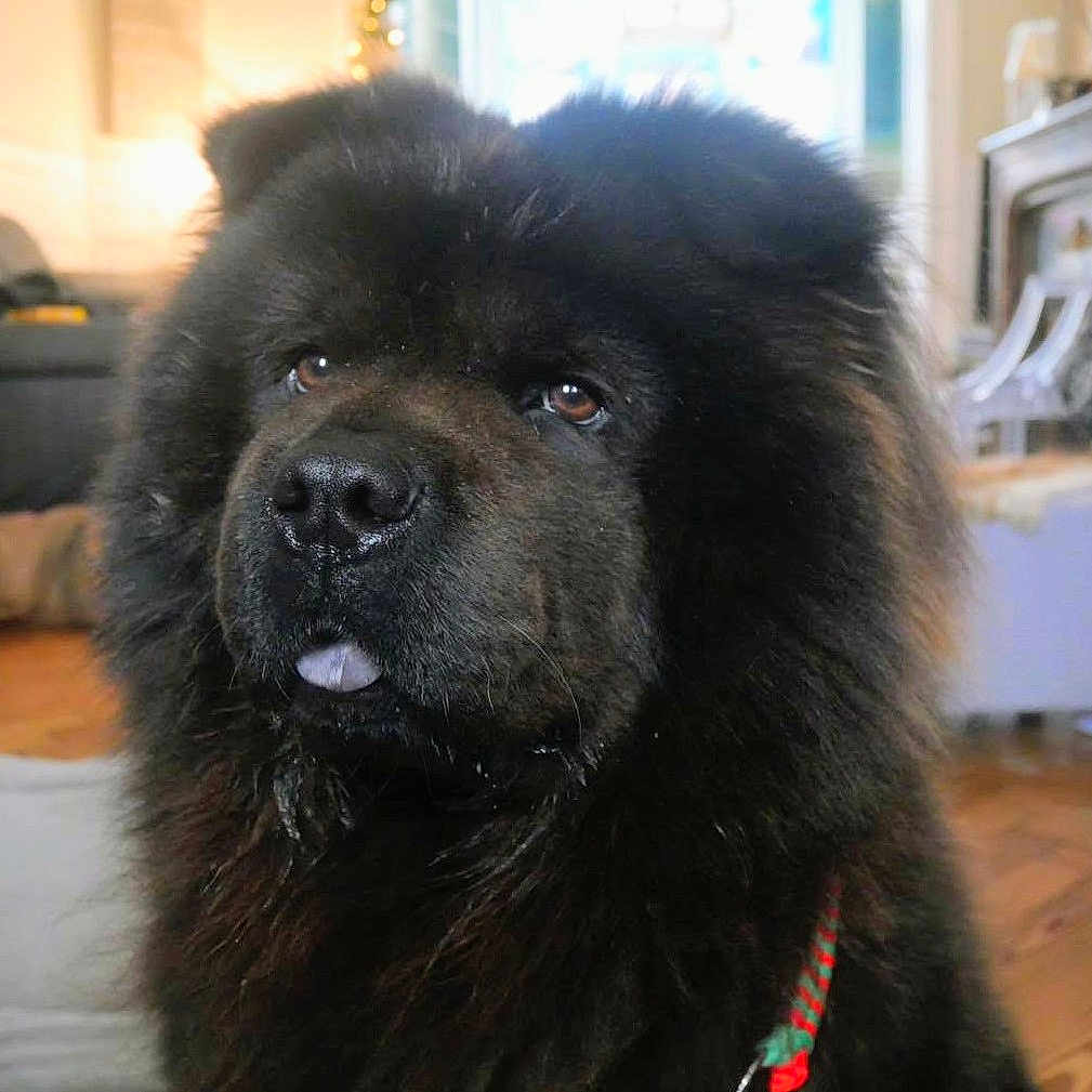 Viviane Dufourscott a rejoint le concours — aidez-le/la à gagner de superbes lots ! dog, black, fluffy, indoor, pet, animal, portrait, fur, cute, closeup, muzzle, tongue, brown_eyes, collar, domestic, house, cozy, furry, companion, friendly