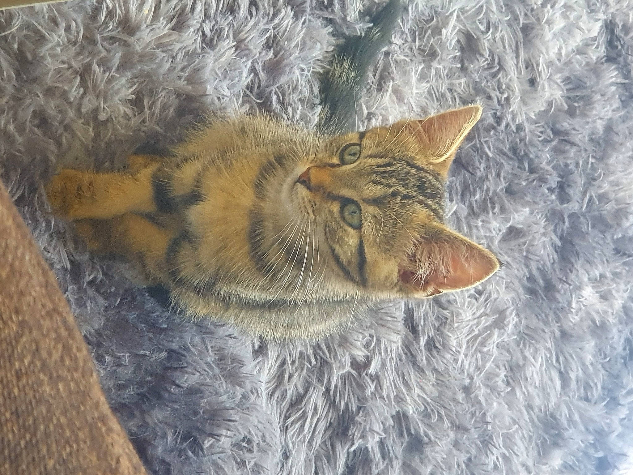 Monster participe au concours pour gagner de l'argent avec cette photo : carnivore, cat, chausie, domestic_short_haired_cat, european_shorthair, fawn, felidae, fur, small_to_medium_sized_cats, snout, tabby_cat, whiskers, wild_cat, wildlife